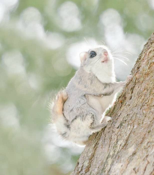 These Cute Little Squirrels Can Only Be Found On An Island In Japan - Tyla