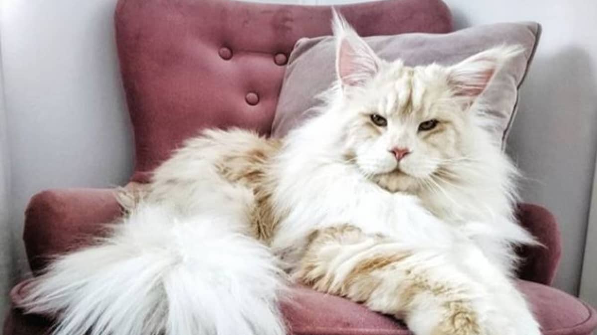 This Giant Maine Coon Cat Has His Own Instagram Account And The Pictures  Are Stunning - Tyla