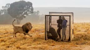 You Can Now Take Part In A Terrifying Lion Cage Experience
