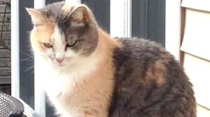 Family Accidentally Buried Someone Else's Pet Thinking It's Their Family Cat