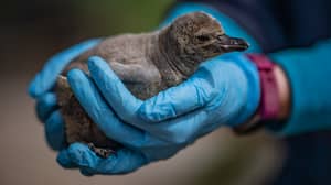 Baby Penguins Born At Chester Zoo Have Been Named After NHS Heroes
