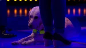 'The Chase' Viewers Gush Over Adorable Guide Dog Who Accompanies Contestant