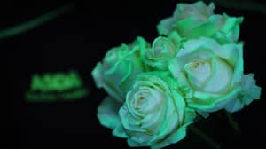 ASDA Is Selling Glow-In-The-Dark Roses For Halloween