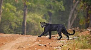 Wildlife Photographer Snaps Stunning Pics Of Extremely Rare Black Leopard