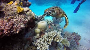 Great Barrier Reef Status Now 'Critical' For First Time