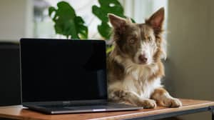 Pets Boost Our Mental Health While We're Working From Home, Study Shows