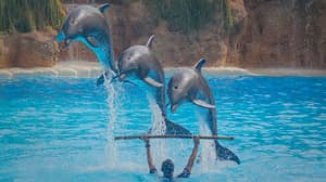Dolphin Shows Are Banned Under New Law In Australian State New South Wales