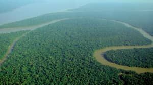 Amazon Rainforest Will Be Wiped Out By 2064, Scientist Warn