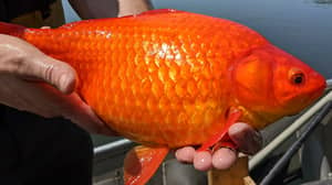 Pet Owners Urged Not Release Goldfish Into The Wild As They Grow To Size Of Football