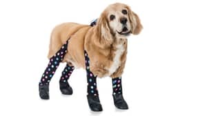 Dog Leggings Exist To Keep Pooches Warm Through The Winter