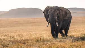 Botswana Has Lifted Its Ban On Elephant Hunting