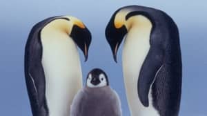 Emperor Penguins Could Be Extinct In 80 Years Due To Climate Change, Scientists Claim