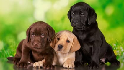 Labrador Retrievers Are Officially The Most Popular Dog Breed In The UK