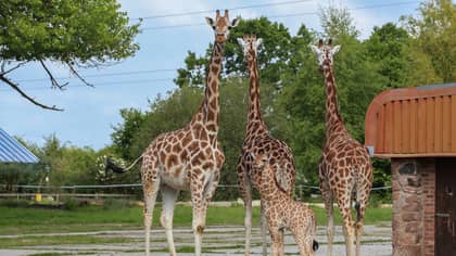 Chester Zoo Is Hiring Someone To Look After Its Giraffes, Zebras And Rhinos