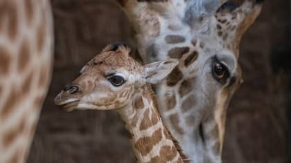 Incredible Footage Captures Birth Of Endangered Giraffe Calf At Chester Zoo