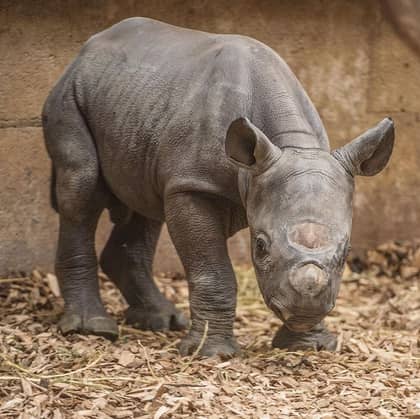 Chester Zoo Looking For Someone To Care For Its Rhinos