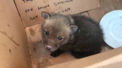 A Baby Fox Stuck In A Wall Was Rescued By Firefighters And Named Ian