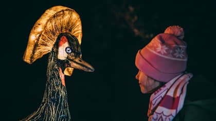 Chester Zoo Lantern Festival Is Back For Christmas 2019