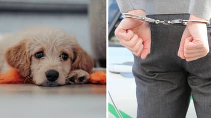 Parliament Officially Passes Animal Welfare Bill Calling For Tougher Sentencing After Finn's Law Campaign
