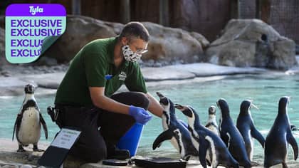 EXCLUSIVE: Chester, London And Bristol Zoos Denied Government Support