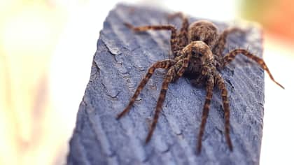 Man Allows Huge Huntsman Spider To Live In His House For A Year