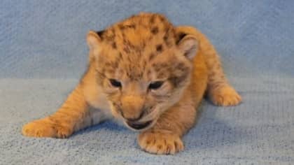 This Female Lion Cub Was The Model For Baby Simba