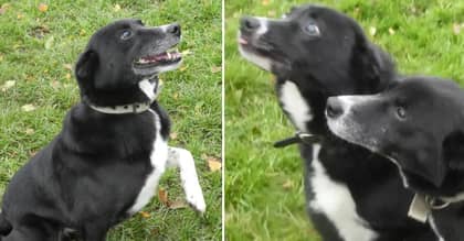 Blind Border Collie Roy And BFF Bess Looking For Forever Home