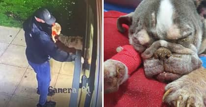 RSPCA Hunting For Person Who Dumped Starving Dog And 'Left It To Die'