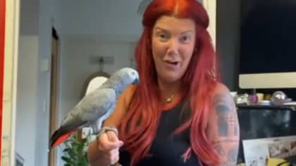 Chanel The African Grey Parrot Is Missing Again As Tearful Owner Cries For Help