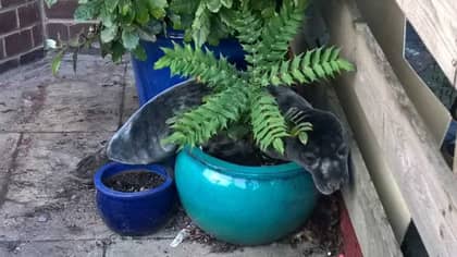 Adorable Seal Pup Found Hiding In Woman's Plant Pot