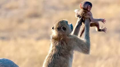 Monkey Holds Its Baby In The Air Just Like In The Lion King