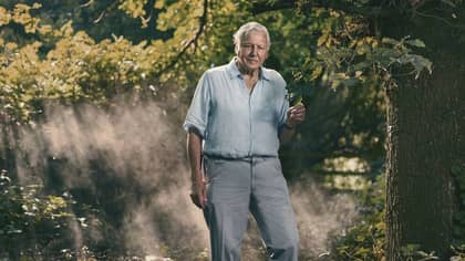 Sir David Attenborough To Return New Dynasties Series In 2022