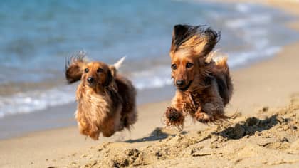 Dogs Banned From Cornwall Beaches During Summer