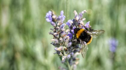 Bumblebees Under Threat Of Extinction As Deadly Pesticide Approved For Use In England