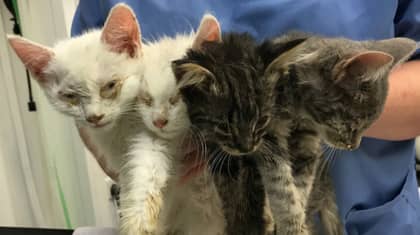Four Kittens Were Dumped At Side Of Country Lane In 35C Heat