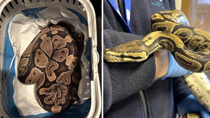Couple In England Found Lost 4ft Python Behind Their Tumble Dryer