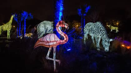 Chester Zoo Is Launching A Magical Animal Lantern Event For Christmas