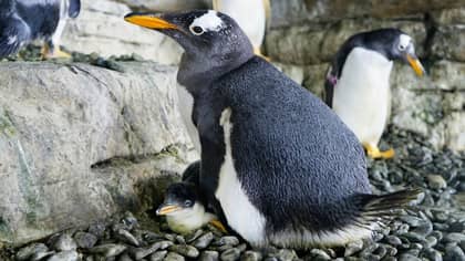 Same-Sex Penguins Becoming Proud Parents After Adopting An Egg