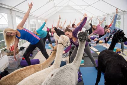 You Can Now Do Yoga In A Field Full Of Alpacas In Cumbria And Honestly It's The Dream