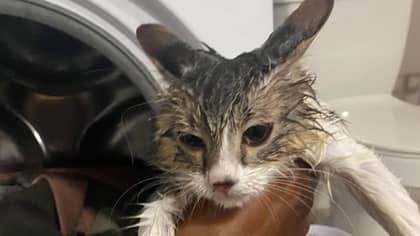 Cat Miraculously Survives After Owner Turned On The Washing Machine With Him Inside