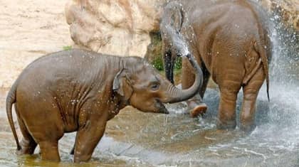 Chester Zoo's Elephants Are Having A Pool Party Today And You're Invited