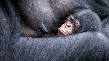 Critically Endangered Chimpanzee Gives Birth At UK Zoo