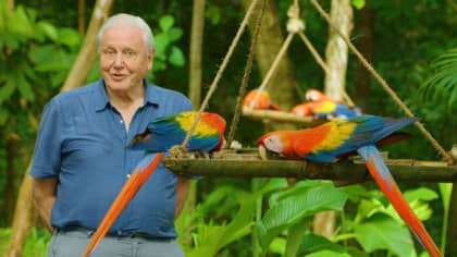 Life in Color with David Attenborough Drops On Netflix Today