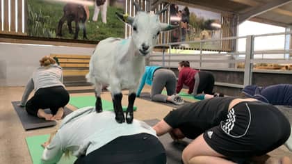 You Can Now Do Goat Yoga And It Looks So Much Fun