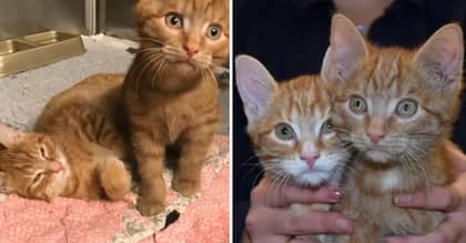 Two Adorable Kittens Rescued From A Recycling Bin Just Before Christmas