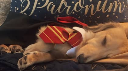This Talented Dog Responds To ‘Harry Potter’-Themed Commands 