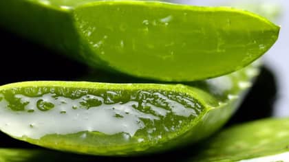 Experts Warn Aloe Vera Plants Can Be Dangerous For Pets