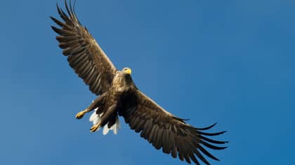 White-Tailed Eagles Returns To Skies For First Time In 240 Years