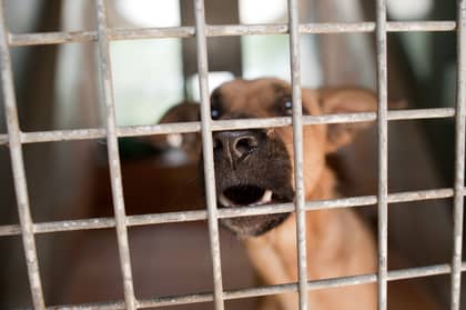 San Antonio Pet Stores To Sell Only Rescue Animals