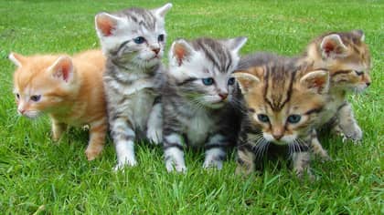Owners Warned To Keep Their Cats Inside Due To Fears Of 'Kitten Crisis' 